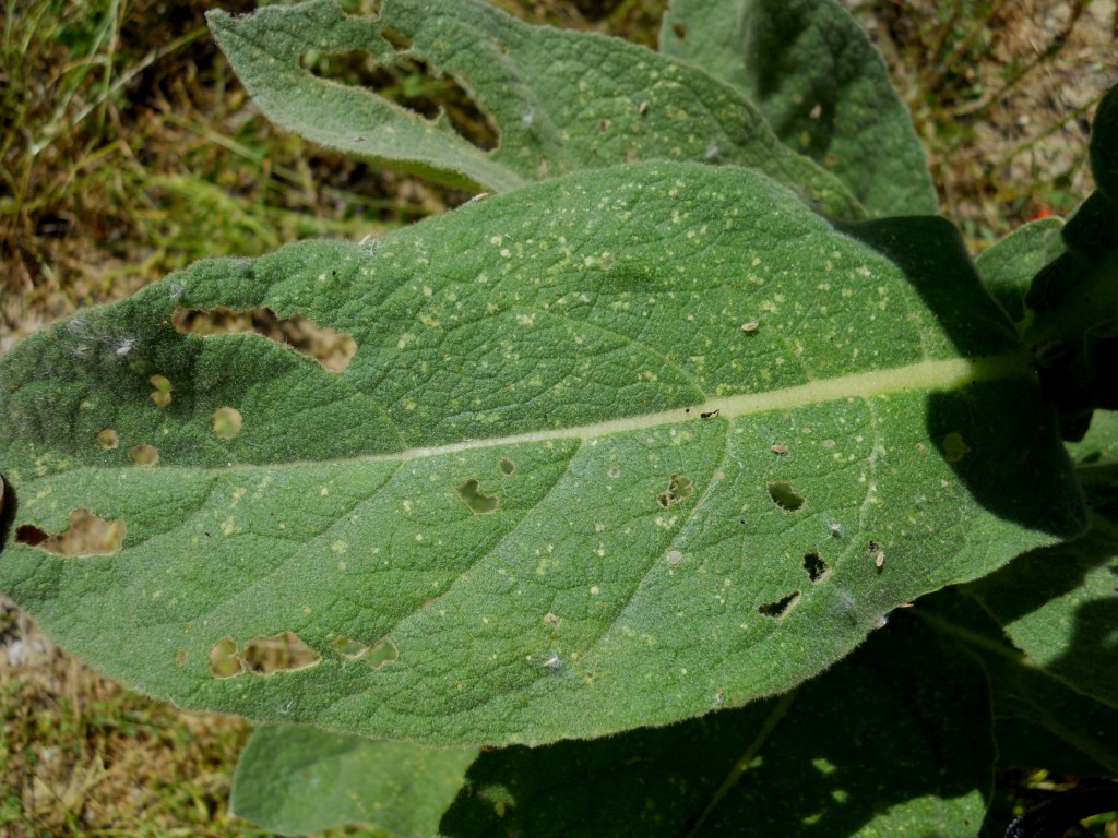 Pianta isolata - Verbascum cfr. thapsus